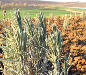 Rezervari butasi lavanda primavara 2014
