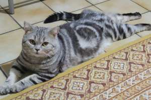 Motan Bristtis Shorthair Silvet Tabby pentru monta