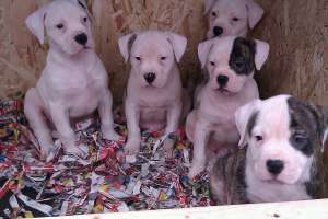 pui bulldog american