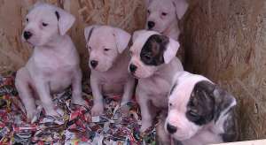 pui bulldog american