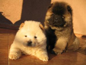 PUI CHOW-CHOW PTR SHOW SAU COMPANIE