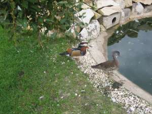 fazani exotici rate exotice pauni