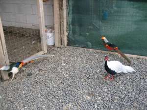 fazani exotici rate exotice pauni