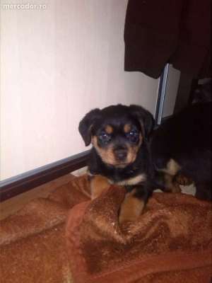 Vind pui rottweiler