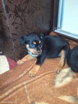 Vind pui rottweiler