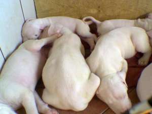 Dogo Argentino pui