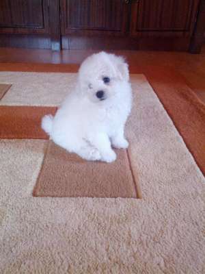 pui Bichon frise
