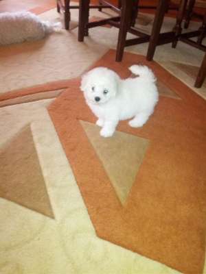 pui Bichon frise