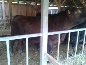 vand tauri vitele ANGUS