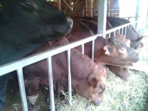 vand tauri vitele ANGUS