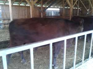 vand tauri vitele ANGUS