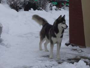 Husky Siberian