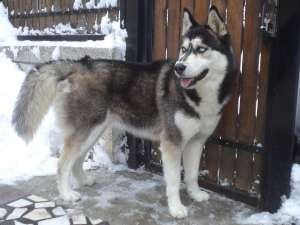 Husky Siberian
