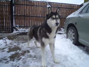 Husky Siberian
