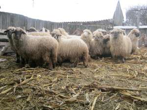 vand 20 de oi carabase si turcane intre 2 si 5 ani