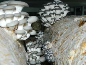 COMPOST CIUPERCI PLEUROTUS