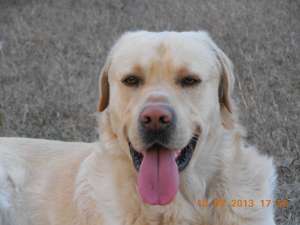 MONTA Labrador Retriever,  3 ani,  Sanatos