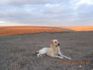 MONTA Labrador Retriever,  3 ani,  Sanatos