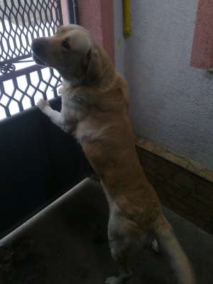 MONTA Labrador Retriever,  3 ani,  Sanatos