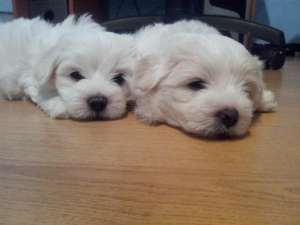 vand bichon maltese toy