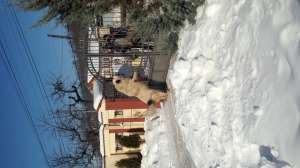 Caine Ciobanesc de Bucovina