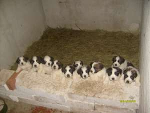 catei saint bernard ras pura