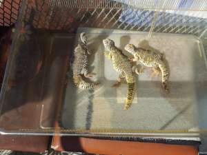 reptile