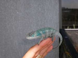 reptile