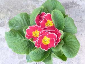 PRIMULA,  ZAMBILE,  PANSELUTE,  CRINI !!