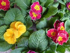 PRIMULA,  ZAMBILE,  PANSELUTE,  CRINI !!