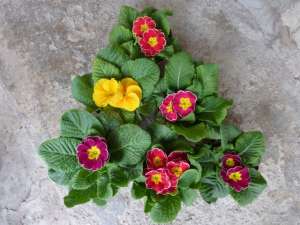 PRIMULA,  ZAMBILE,  PANSELUTE,  CRINI !!
