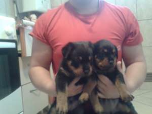 pui rottweiler