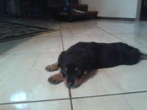 pui rottweiler
