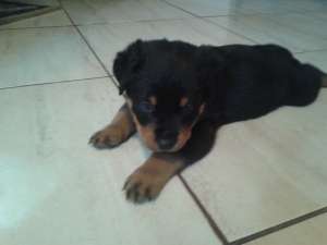 pui rottweiler