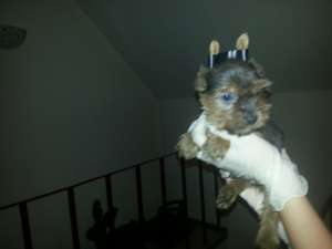 PUI YORKSHIRE TERRIER DINAMICI SI JUCAUSI