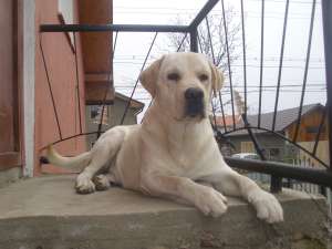 Mota Labrador Retriever