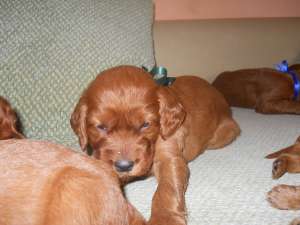 Vand pui setter irlandez