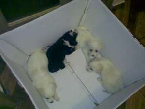 de vanzare bichon havanez