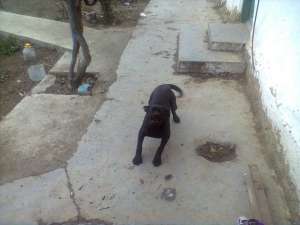 cane corso +rottwailer