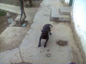 cane corso +rottwailer