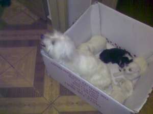 de vanzare bichon havanez