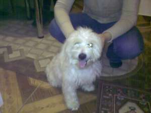 de vanzare bichon havanez