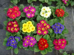 Vand primula