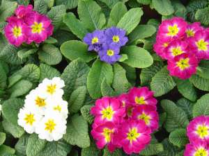 Vand primula