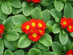 Vand primula
