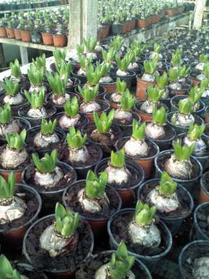 Zambila si Primula