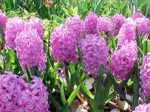 Zambila si Primula