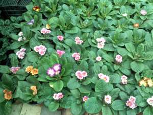 Zambila si Primula