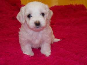Puiuti Bichon Maltese