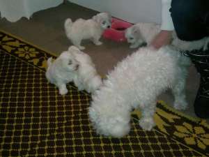 Puiuti Bichon Maltese